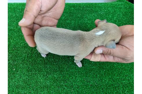 成約済の愛知県のイタリアングレーハウンド(イタグレ)-110995の4枚目