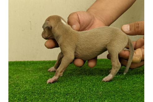 成約済の愛知県のイタリアングレーハウンド(イタグレ)-110995の3枚目