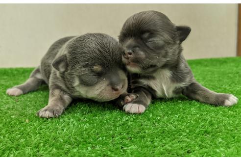 成約済の愛知県のチワワ(スムースコート)-110997の1枚目