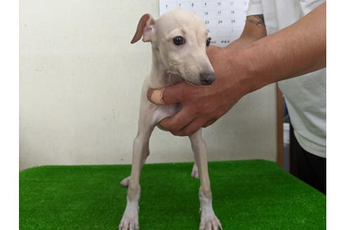 成約済の愛知県のイタリアングレーハウンド(イタグレ)-110999の3枚目