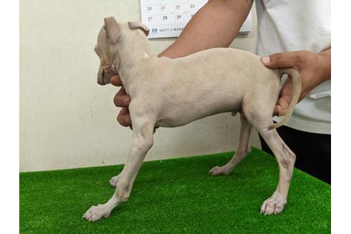 成約済の愛知県のイタリアングレーハウンド(イタグレ)-110999の2枚目