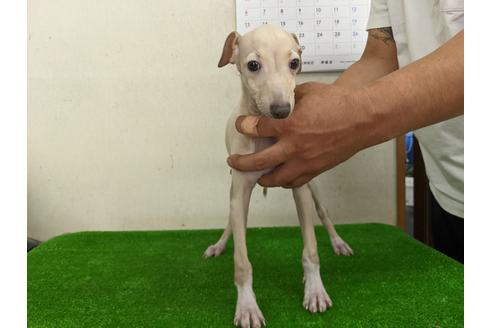 成約済の愛知県のイタリアングレーハウンド(イタグレ)-110999の1枚目