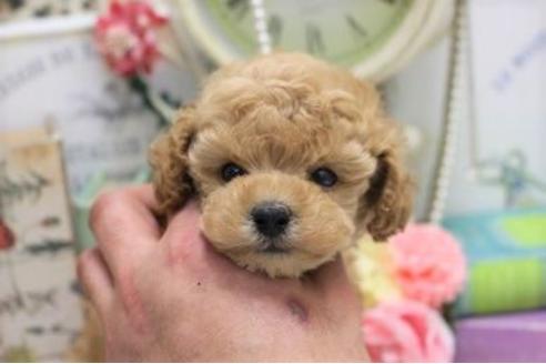 成約済の大阪府のティーカッププードル-111016の1枚目