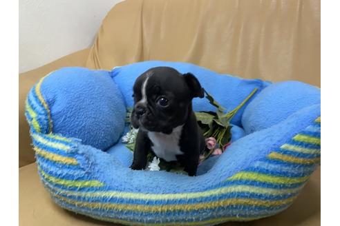 成約済の栃木県のミックス犬-111020の1枚目