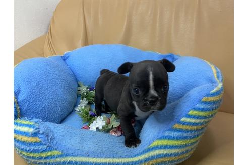 成約済の栃木県のミックス犬-111020の3枚目