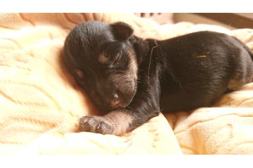 成約済の愛知県のミニチュアシュナウザー-110967の1枚目