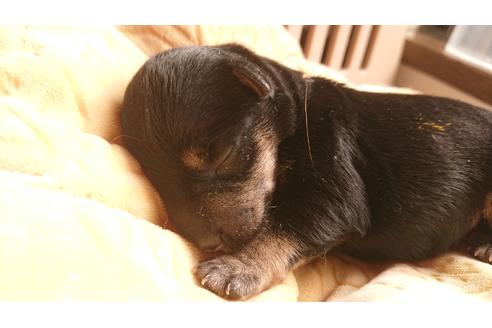 成約済の愛知県のミニチュアシュナウザー-110967の2枚目