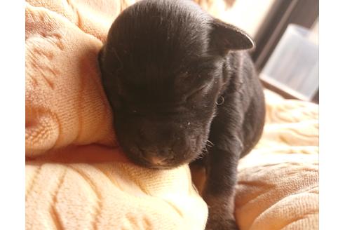 成約済の愛知県のミニチュアシュナウザー-110964の1枚目