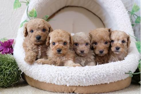 成約済の滋賀県のトイプードル-110860の2枚目