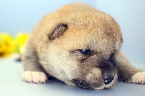 成約済の静岡県の柴犬-111049の5枚目