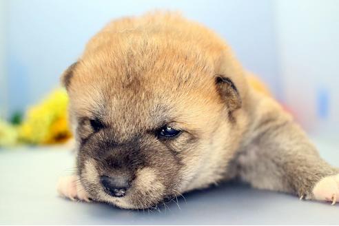成約済の静岡県の柴犬-111049の4枚目