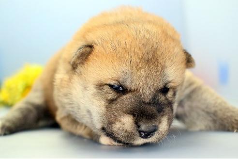 成約済の静岡県の柴犬-111049の3枚目
