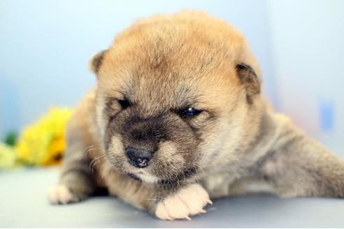成約済の静岡県の柴犬-111049の2枚目
