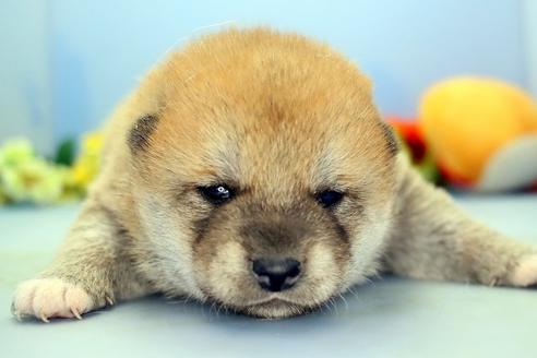 成約済の静岡県の柴犬-111050