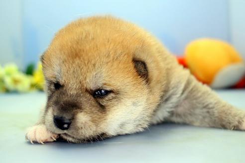 成約済の静岡県の柴犬-111050の5枚目