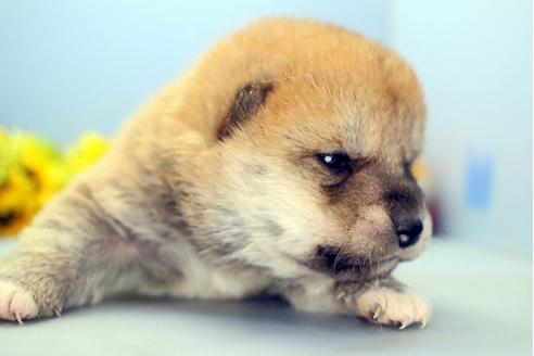 成約済の静岡県の柴犬-111050の4枚目