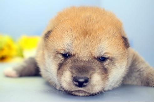 成約済の静岡県の柴犬-111050の3枚目
