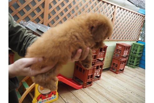 成約済の埼玉県のトイプードル-106537の3枚目