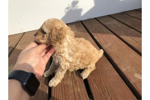 成約済の青森県のミディアムプードル-111124の2枚目