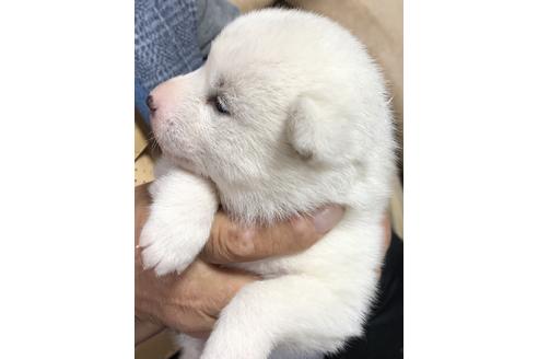 成約済の北海道の北海道犬-111131の6枚目