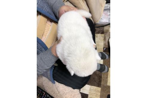 成約済の北海道の北海道犬-111131の5枚目