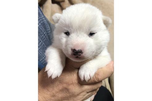 成約済の北海道の北海道犬-111131の1枚目