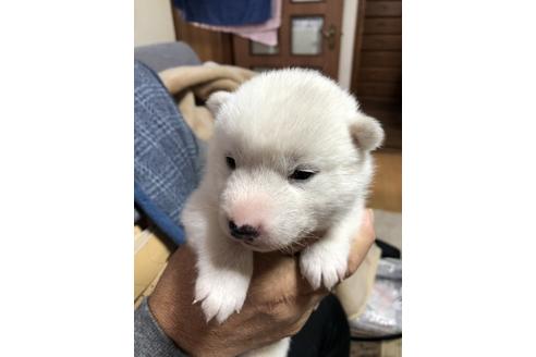成約済の北海道の北海道犬-111131の3枚目