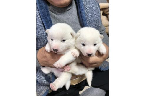 成約済の北海道の北海道犬-111131の2枚目