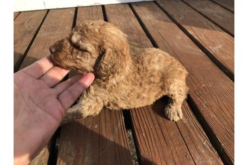 成約済の青森県のミディアムプードル-111129の5枚目