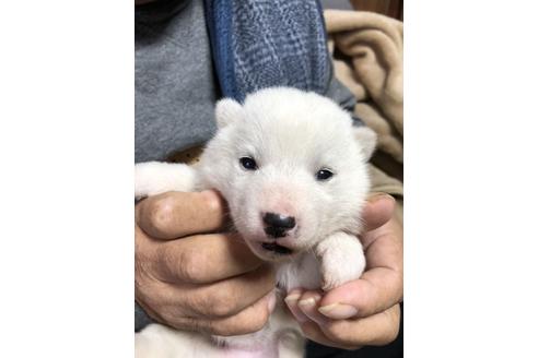 成約済の北海道の北海道犬-111132の4枚目