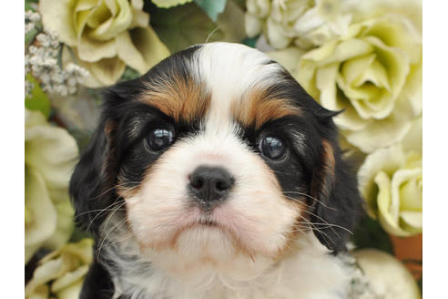 子犬