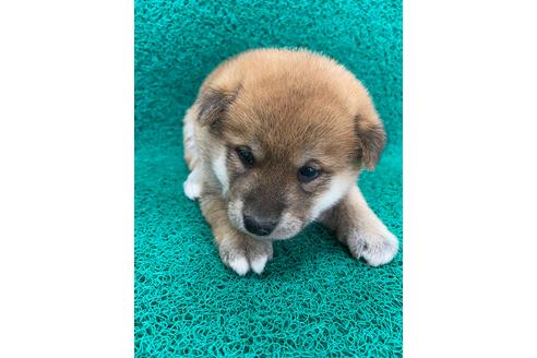 成約済の広島県の柴犬-111223の1枚目
