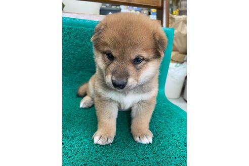 成約済の広島県の柴犬-111228の1枚目