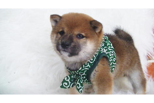 成約済の福岡県の豆柴-107894の5枚目