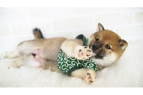 成約済の福岡県の豆柴-107894の4枚目