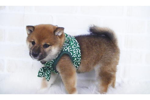 成約済の福岡県の豆柴-107894の3枚目