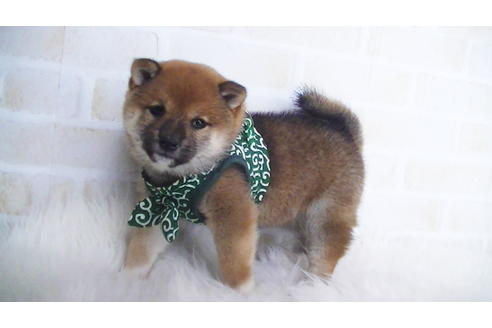 成約済の福岡県の豆柴-107894の2枚目