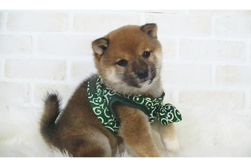 成約済の福岡県の豆柴-107894の1枚目