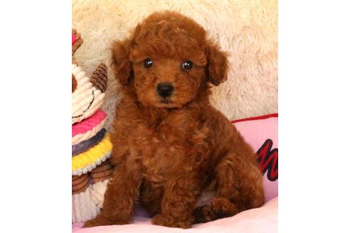 成約済の茨城県のトイプードル-111236の1枚目