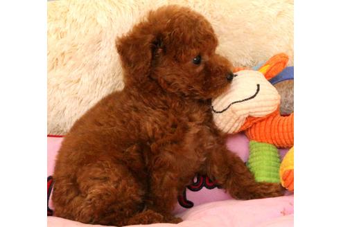 成約済の茨城県のトイプードル-111236の6枚目
