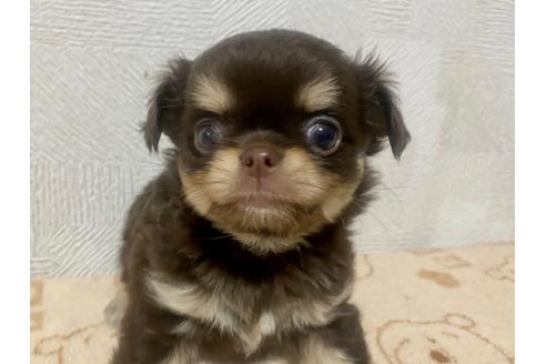 成約済の埼玉県のチワワ(ロングコート)-111247の3枚目