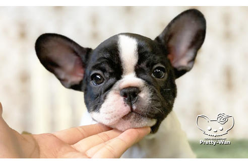 成約済の愛知県のフレンチブルドッグ-111257の1枚目