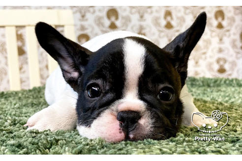 成約済の愛知県のフレンチブルドッグ-111257の4枚目