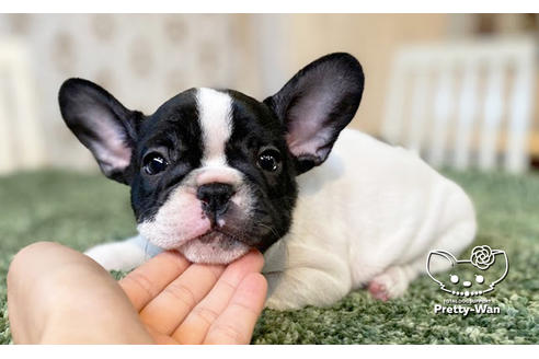 成約済の愛知県のフレンチブルドッグ-111257の3枚目