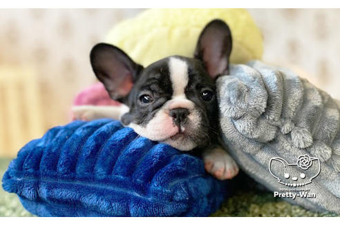 成約済の愛知県のフレンチブルドッグ-111257の2枚目