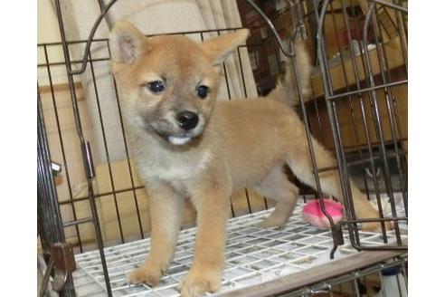 成約済の長崎県の柴犬-108375