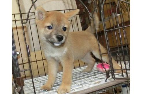 成約済の長崎県の柴犬-108375の1枚目