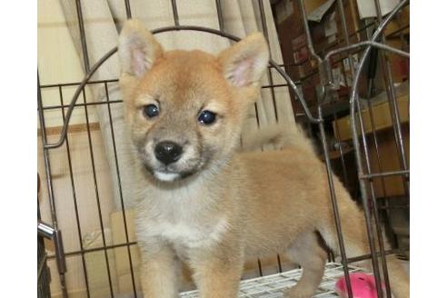 成約済の長崎県の柴犬-108375の5枚目