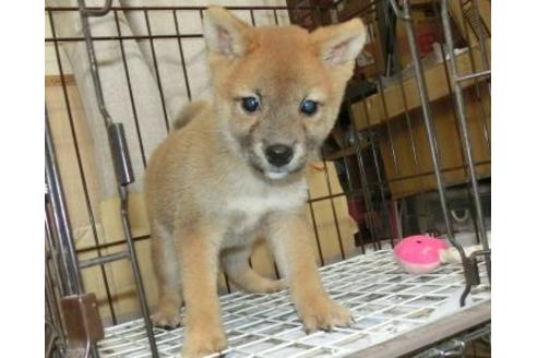 成約済の長崎県の柴犬-108375の4枚目