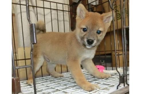 成約済の長崎県の柴犬-108375の3枚目